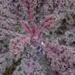 0004-scarlet-kale
