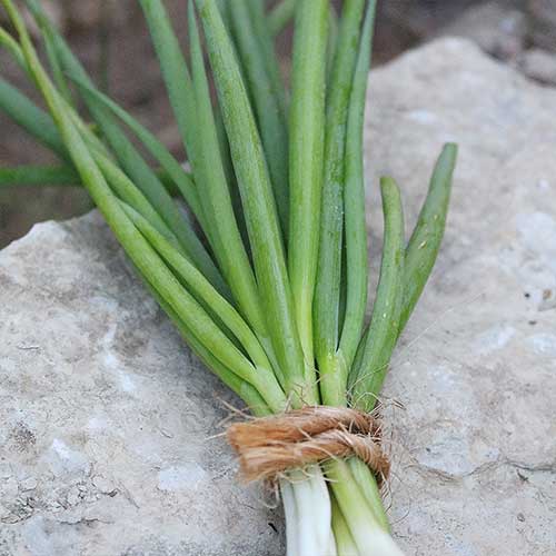 0227-minnesota-winter-onion