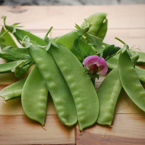0254-green-beauty-pea