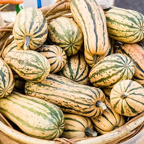 0256-honey-boat-delicata-squash