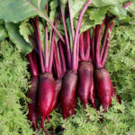 0346-cylindra-beet