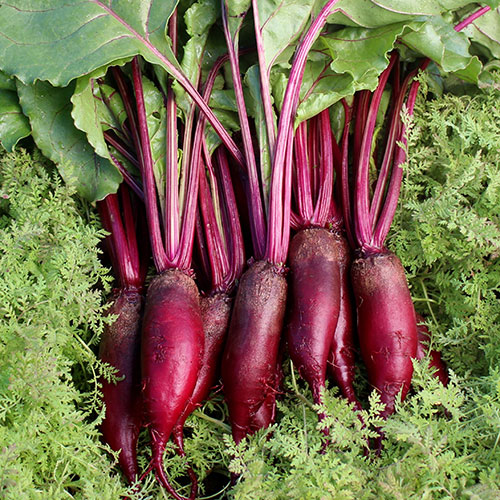 0346-cylindra-beet
