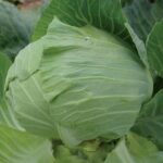 0356-premium-late-flat-dutch-cabbage
