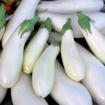 0369-casper-eggplant