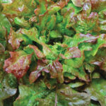 0378-bronze-arrowhead-lettuce
