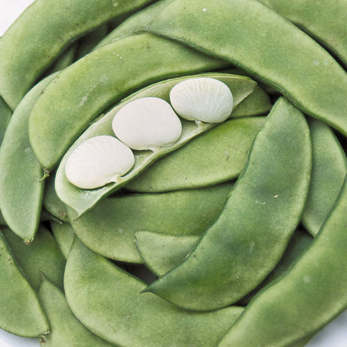 0608-henderson-bush-lima-bean