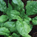 0655-america-spinach