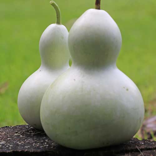 0770-birdhouse-gourd