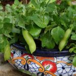 1177-tom-thumb-pea