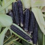1193-black-aztec-corn