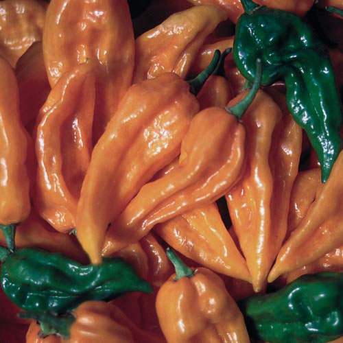 1214-fatalii-pepper