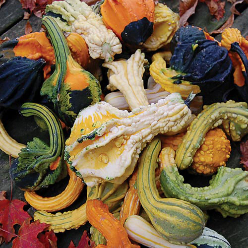 1298-autumn-wings-gourd