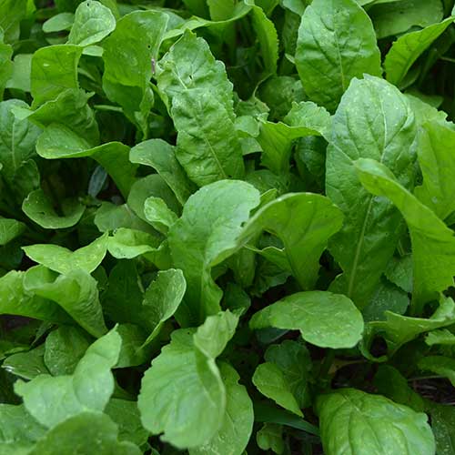 1353-apollo-arugula