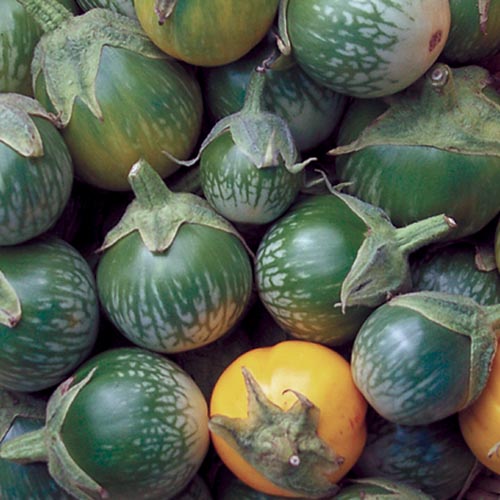 1401-lao-green-stripe-eggplant