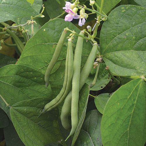 1505-provider-bean