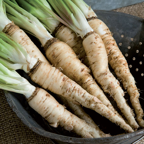 1554-mammoth-sandwich-island-salsify