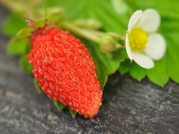 Strawberry-Baron-Solemacher